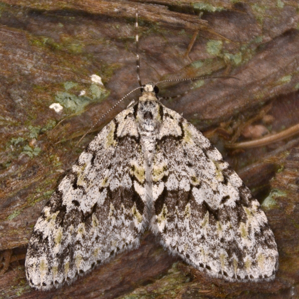 Photo of Cladara limitaria by <a href="http://www.coffinpoint.ca/">Paul Westell</a>